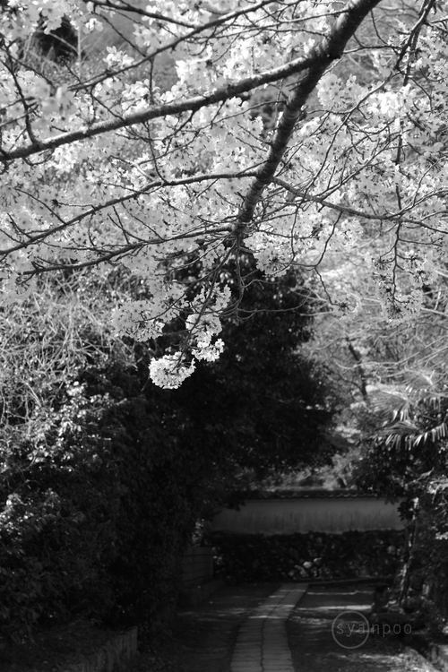ペンタックス PENTAX K-3 III Monochrome ／ 京都 西京 大原野